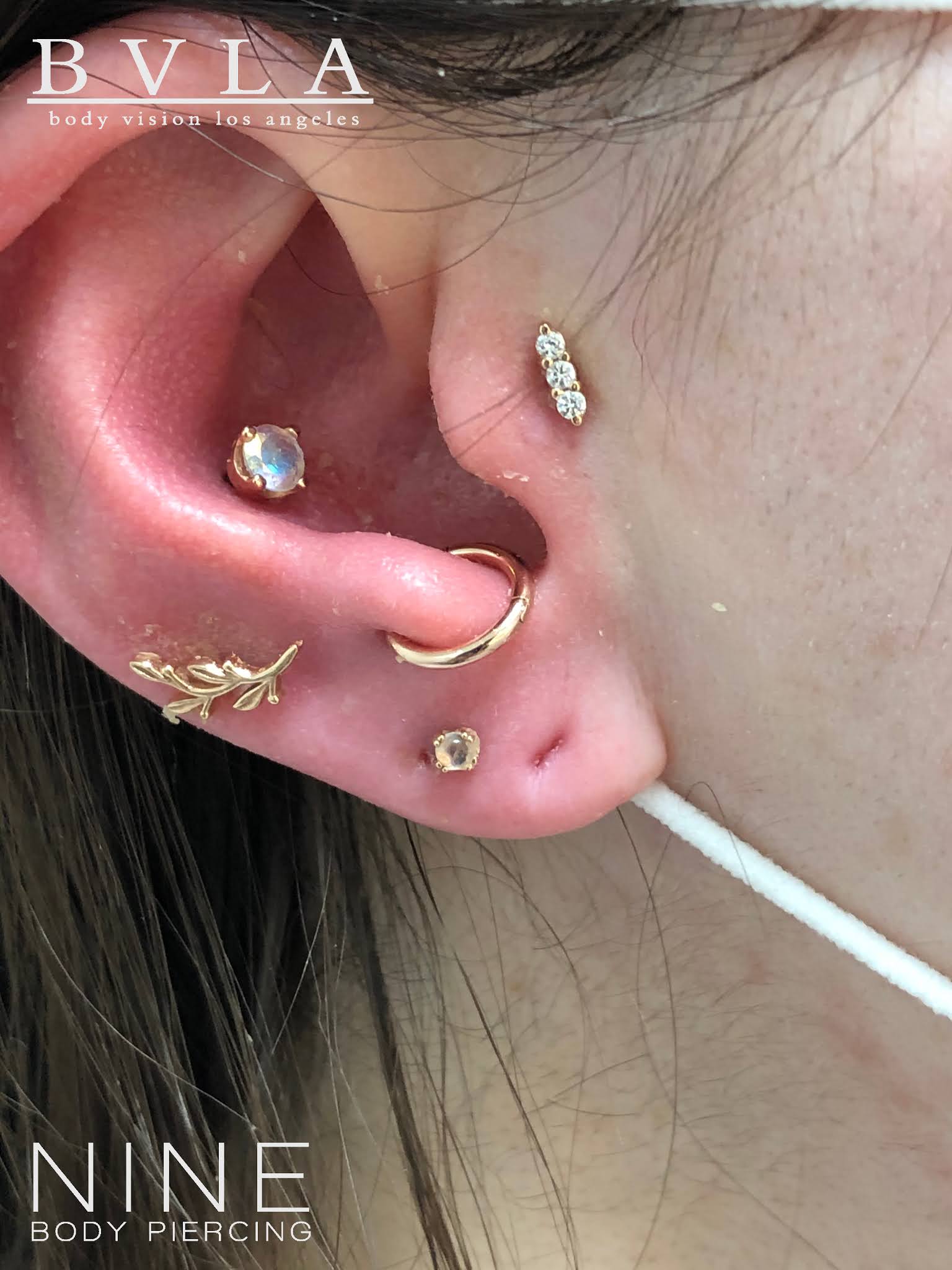 Bvla tragus 2024